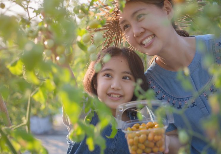 Happy,Asian,Child,Harvesting,Little,Tomato,With,Her,Mother,In